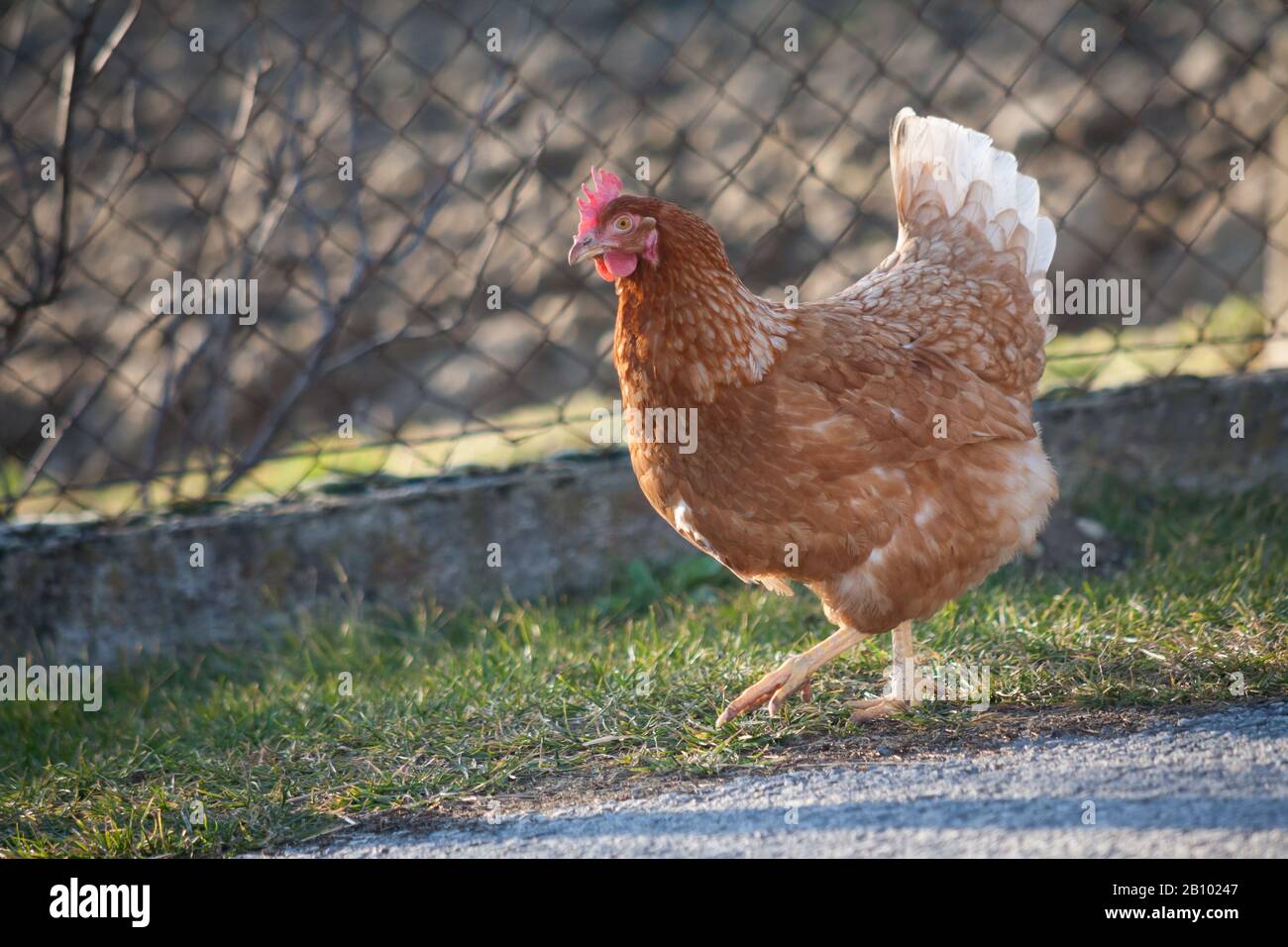 A hen by the side of the road is picking up food. European homemade brown hen.The old custom of putting chickens on the road to feed on grass, worms a Stock Photo