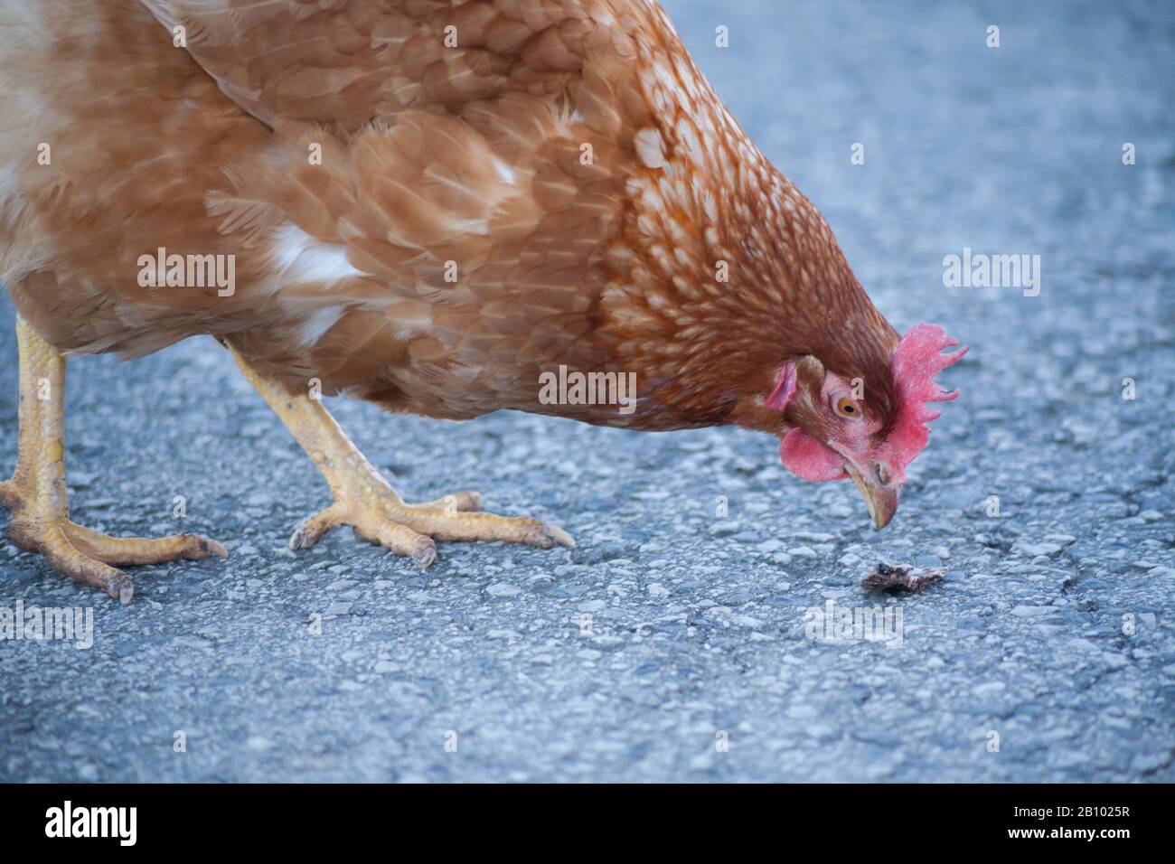 A hen on the road is picking up food. European homemade brown hen.The