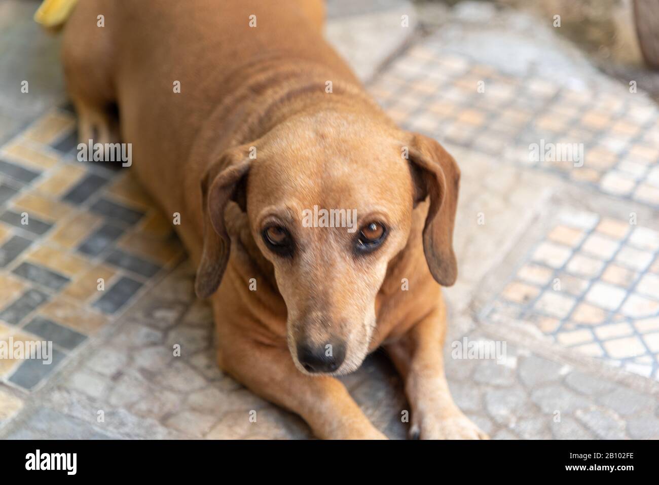Dachshund or teckel [Note] (in German Dackel), also nicknamed the