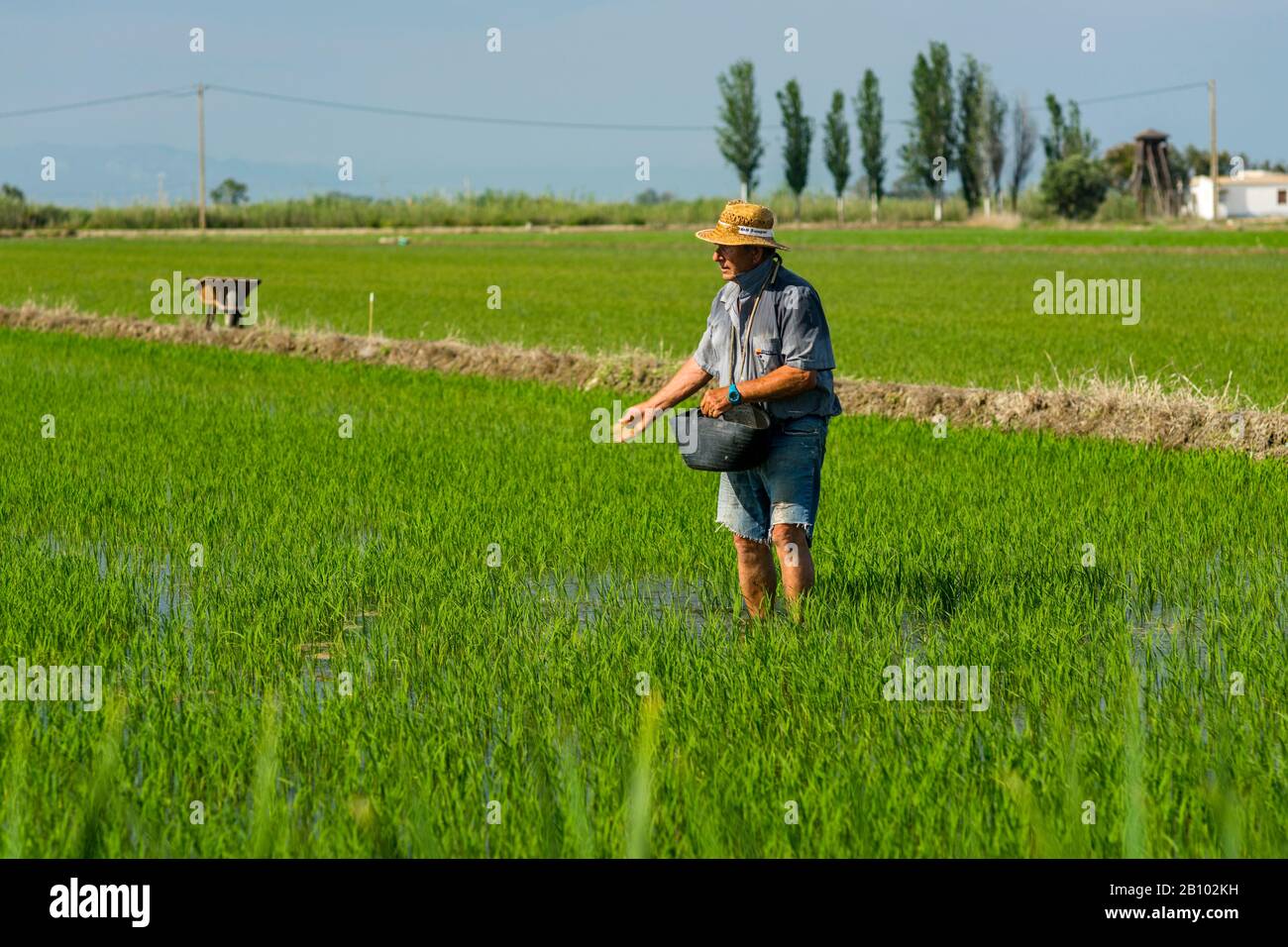 Spain Rice Fields Rice Fields In Spain High Resolution Stock Photography and Images - Alamy