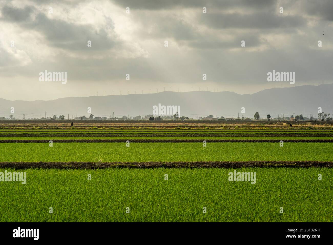 Spain Rice Fields Rice Fields In Spain High Resolution Stock Photography and Images - Alamy