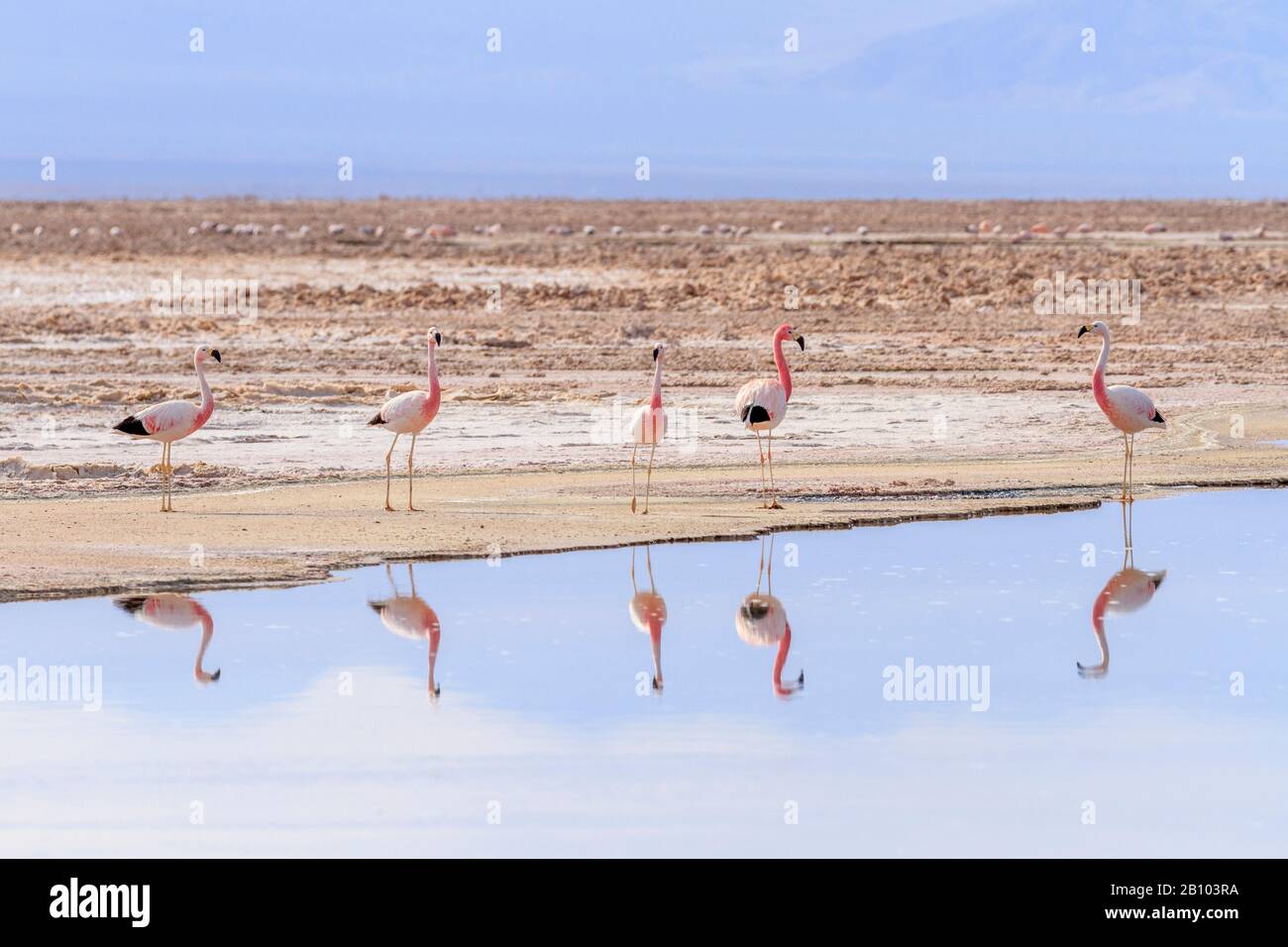 National Los Flamencos Stock Photos & National Los Flamencos Stock ...