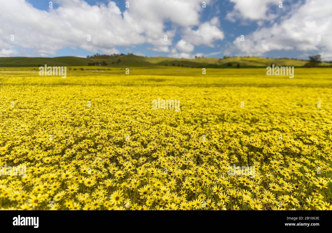 Flower fields in South Australia Stock Photo
