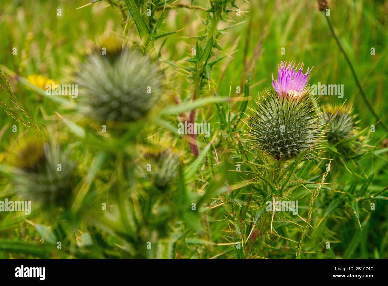 Close up of Scots Thistles ( Onopordum acanthium ) Scotland UK Stock Photo