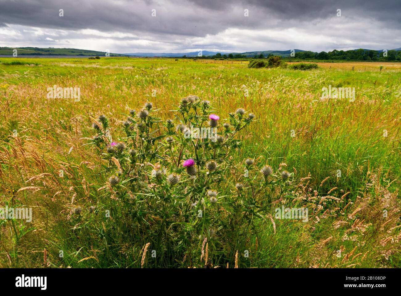 Scots Thistle plant ( Onopordum acanthium ) in the foreground of this landscape from near the Cromarty Firth Scotland UK Stock Photo