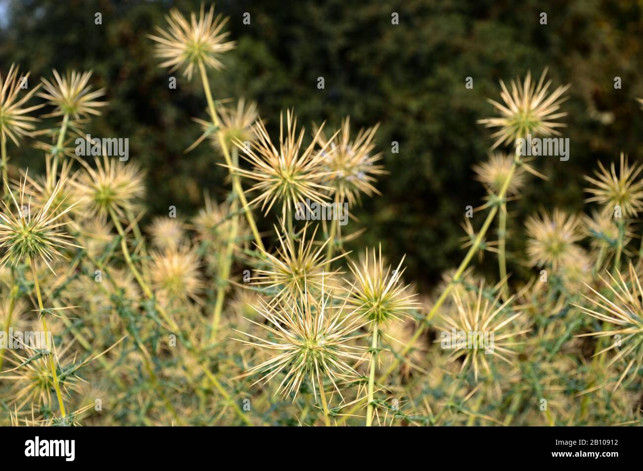 Thorny plants with thorny flowers found along the road from Udaipur to