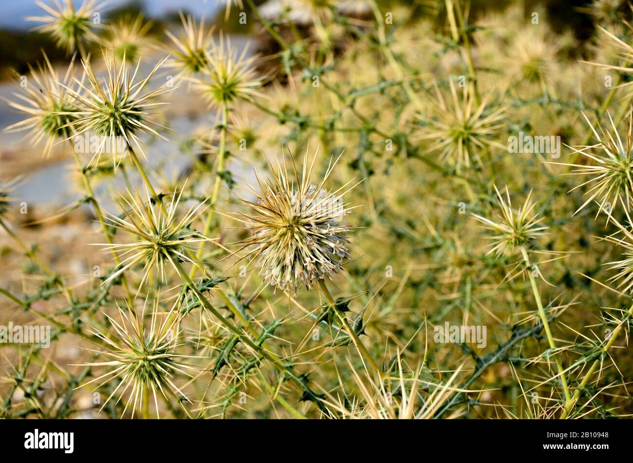 Thorny plants with thorny flowers found along the road from Udaipur to