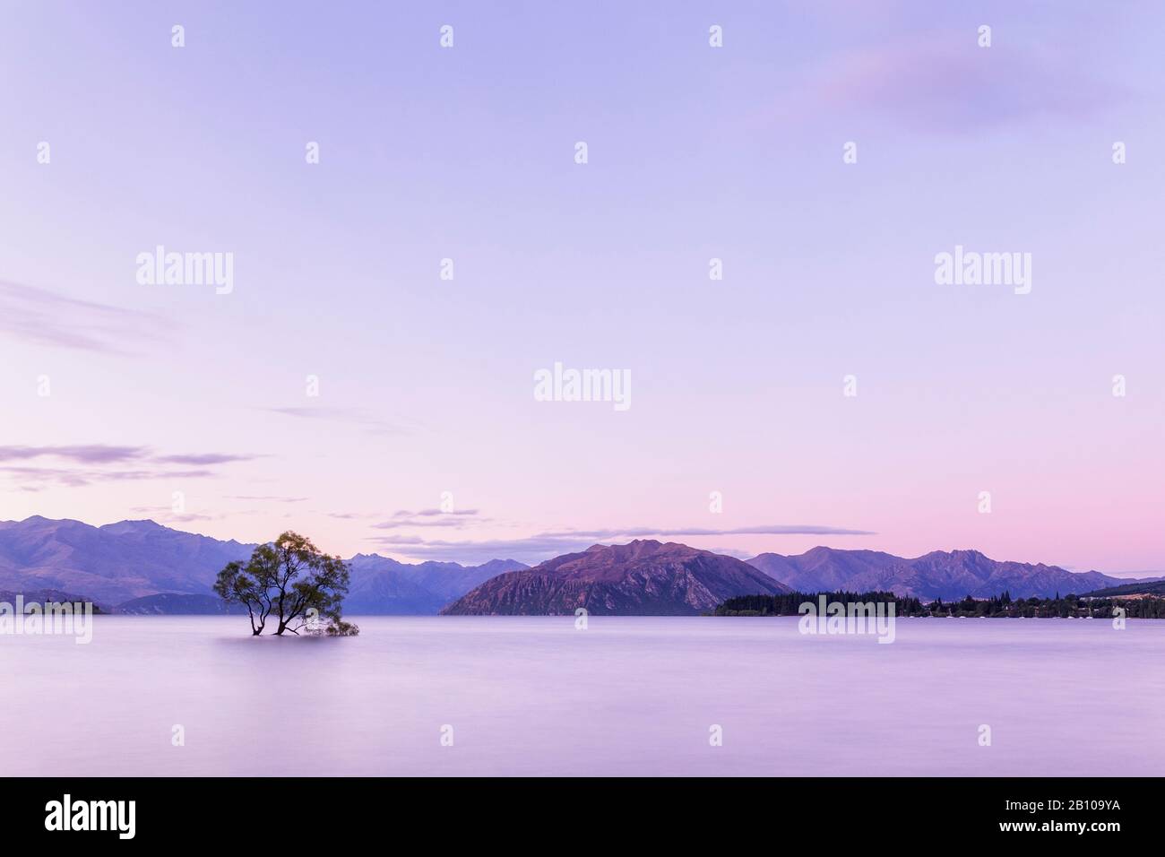 Famous Wanaka Tree At Sunset, Lake Wanaka, Otago, South Island, New Zealand Stock Photo