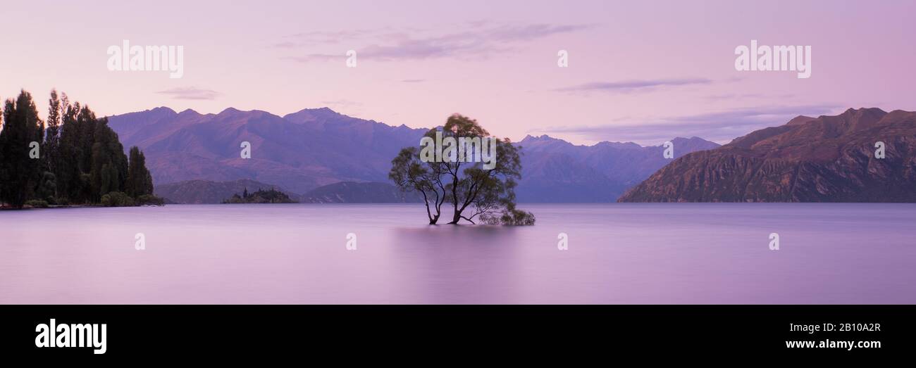 Famous Wanaka Tree At Sunset, Lake Wanaka, Otago, South Island, New Zealand Stock Photo