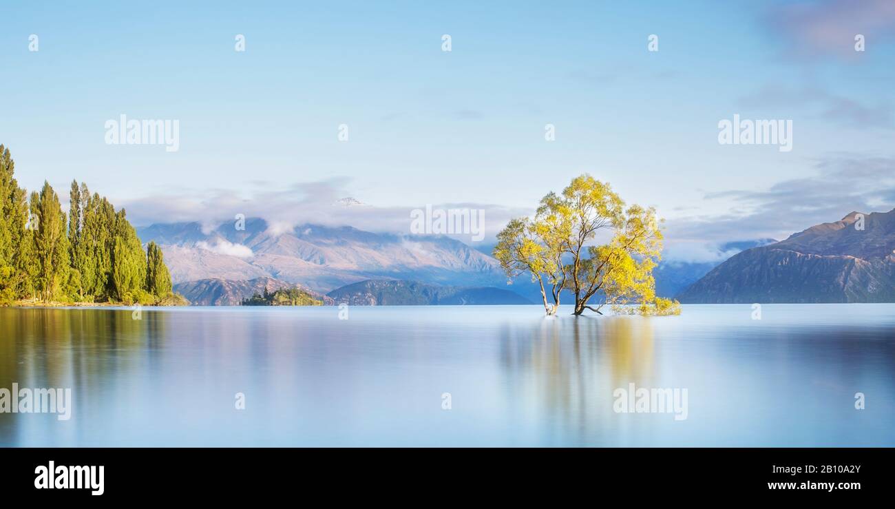 That Wanaka Tree, Lone Tree In Lake, Wanaka Tree in Wanaka, New Zealand. Popular Travel Destination. Scenic view of New Zealand Landscape Stock Photo