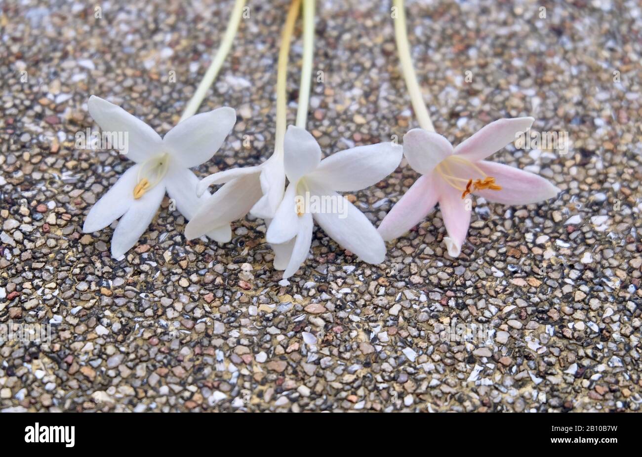 Cork Tree Flower High Resolution Stock Photography and Images Alamy