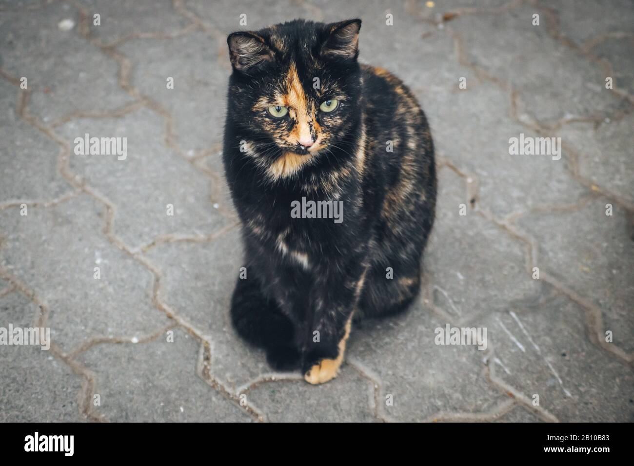 Funny orange black cat sitting on the concrete Stock Photo