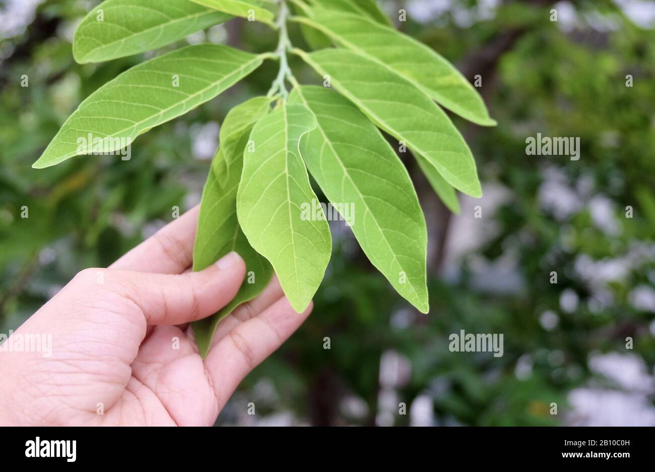 Ecology and Environment Concept, Closeup of Hand Holding CarefullyCustard Apple, Sugar-Apple, Sweetsop or Annona Reticulata Leaves and Plant. Taking C Stock Photo