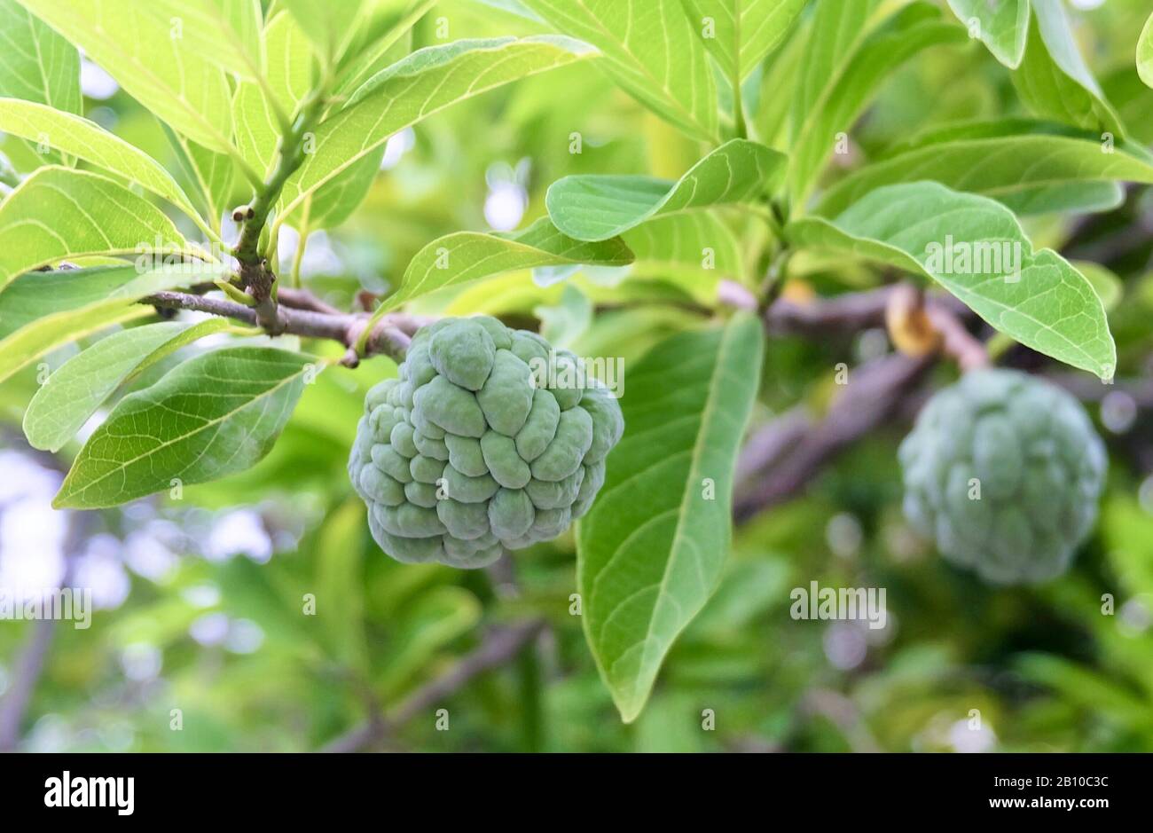 Tropical Fruit, Custard Apple, Sugar-Apple, Sweetsop or Annona Reticulata Fruits on Tree Branches. Stock Photo