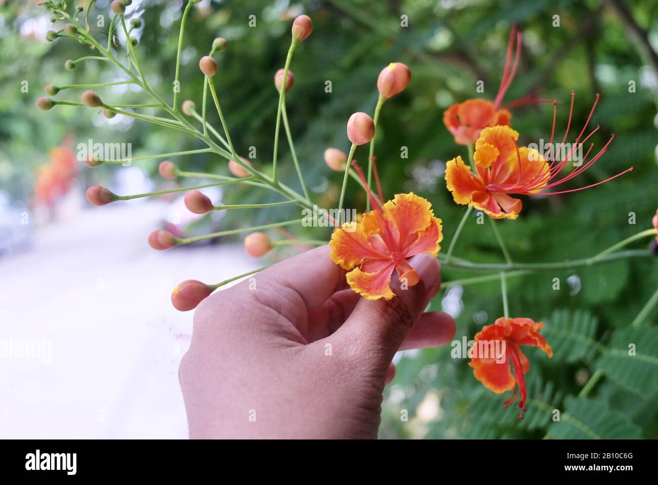 Hand Holding Bunch of Fresh Red Caesalpinia Oulcherrima, Dwarf Poinciana, Flame Boyant, Mexican Bird of Paradise, Royal Poinciana or Peacock Flowers o Stock Photo