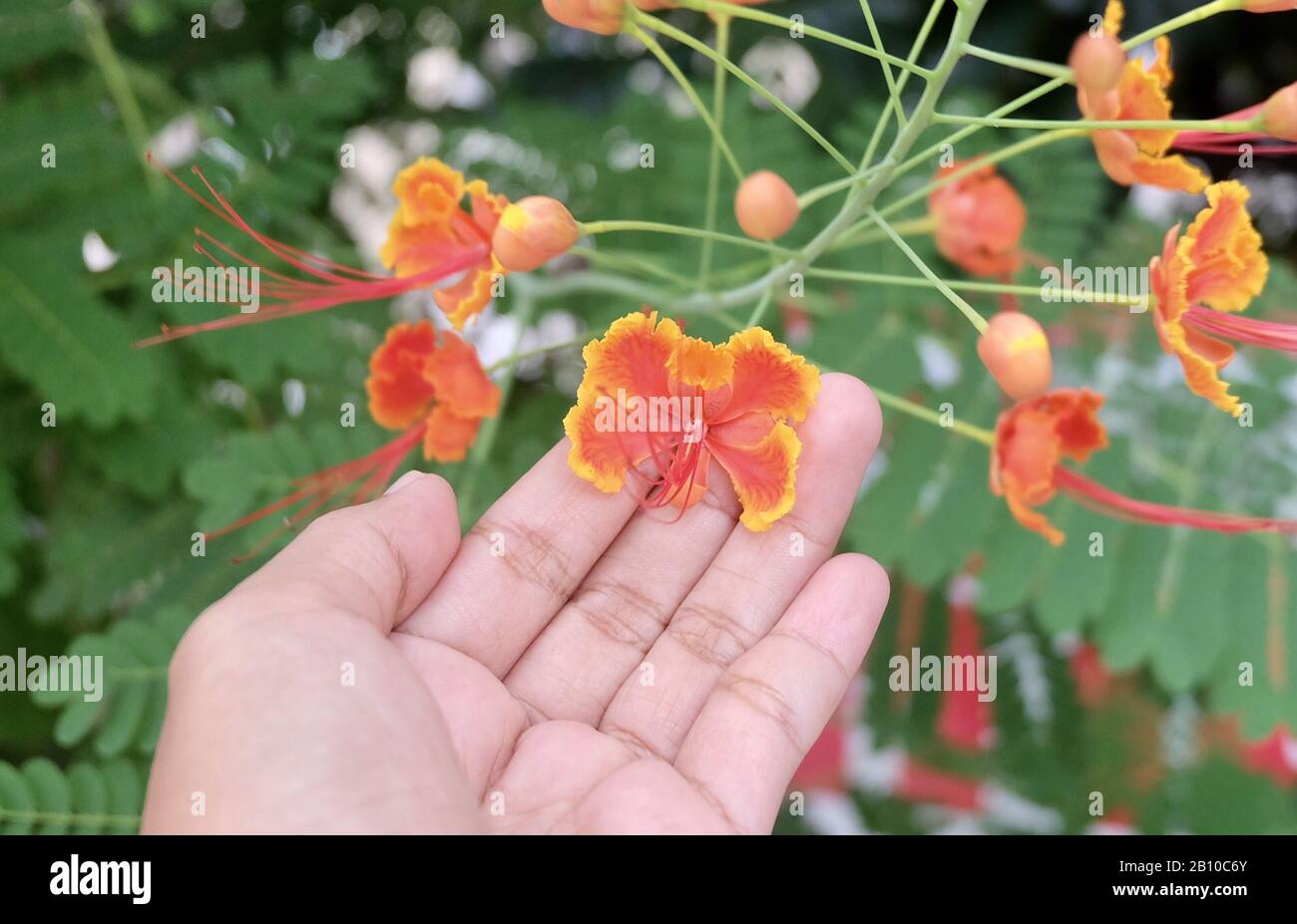 Hand Holding Bunch of Fresh Red Caesalpinia Oulcherrima, Dwarf Poinciana, Flame Boyant, Mexican Bird of Paradise, Royal Poinciana or Peacock Flowers o Stock Photo