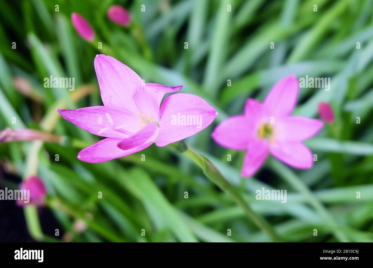 Beautiful Flower, A Fresh Zephyranthes Rosea or Pink Rain Lily Flowers on Green Leaves Blooming in A Garden. Stock Photo