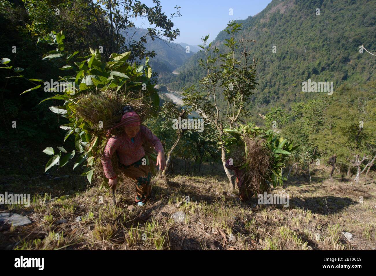 Village women carry tree branches in the front Himalayas, Nepal Stock Photo