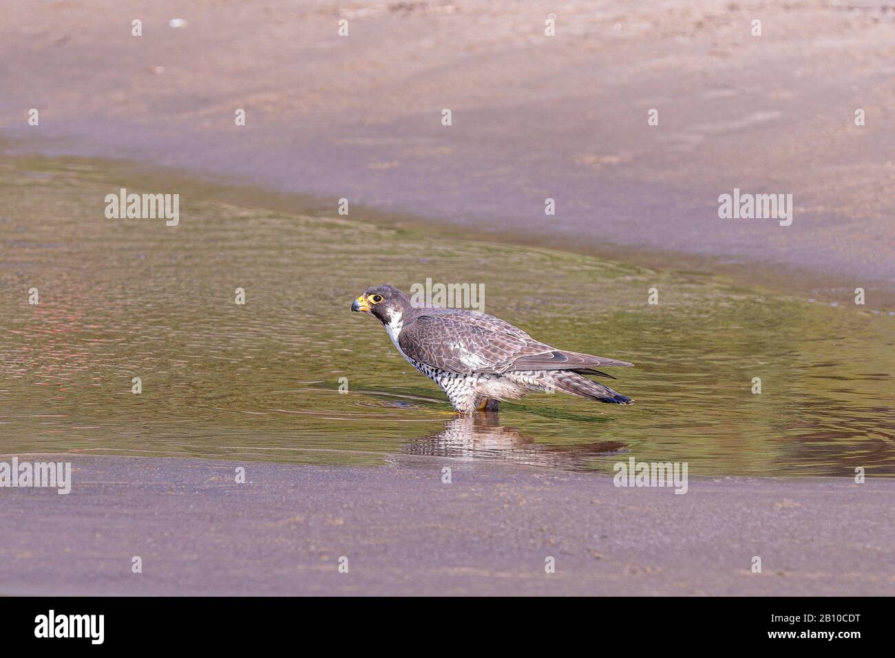 Face profile view of Peregrine falcon standing in a freshwater stream on a beach of Cape Kiwanda. Stock Photo