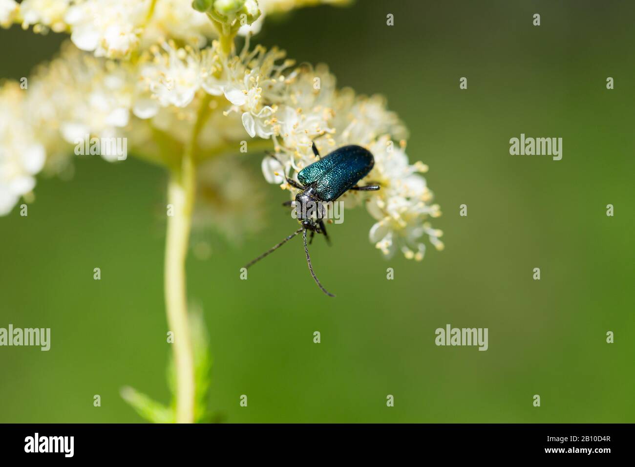 Long-horned beetle (Gaurotes virginea) Stock Photo