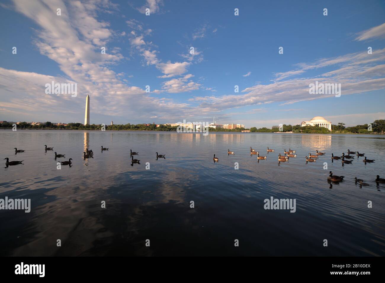 Tidal basin ducks hi-res stock photography and images - Alamy