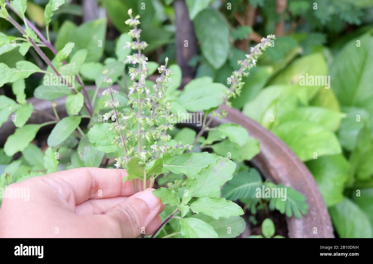 Ocimum sanctum holy basil hires stock photography and images Alamy