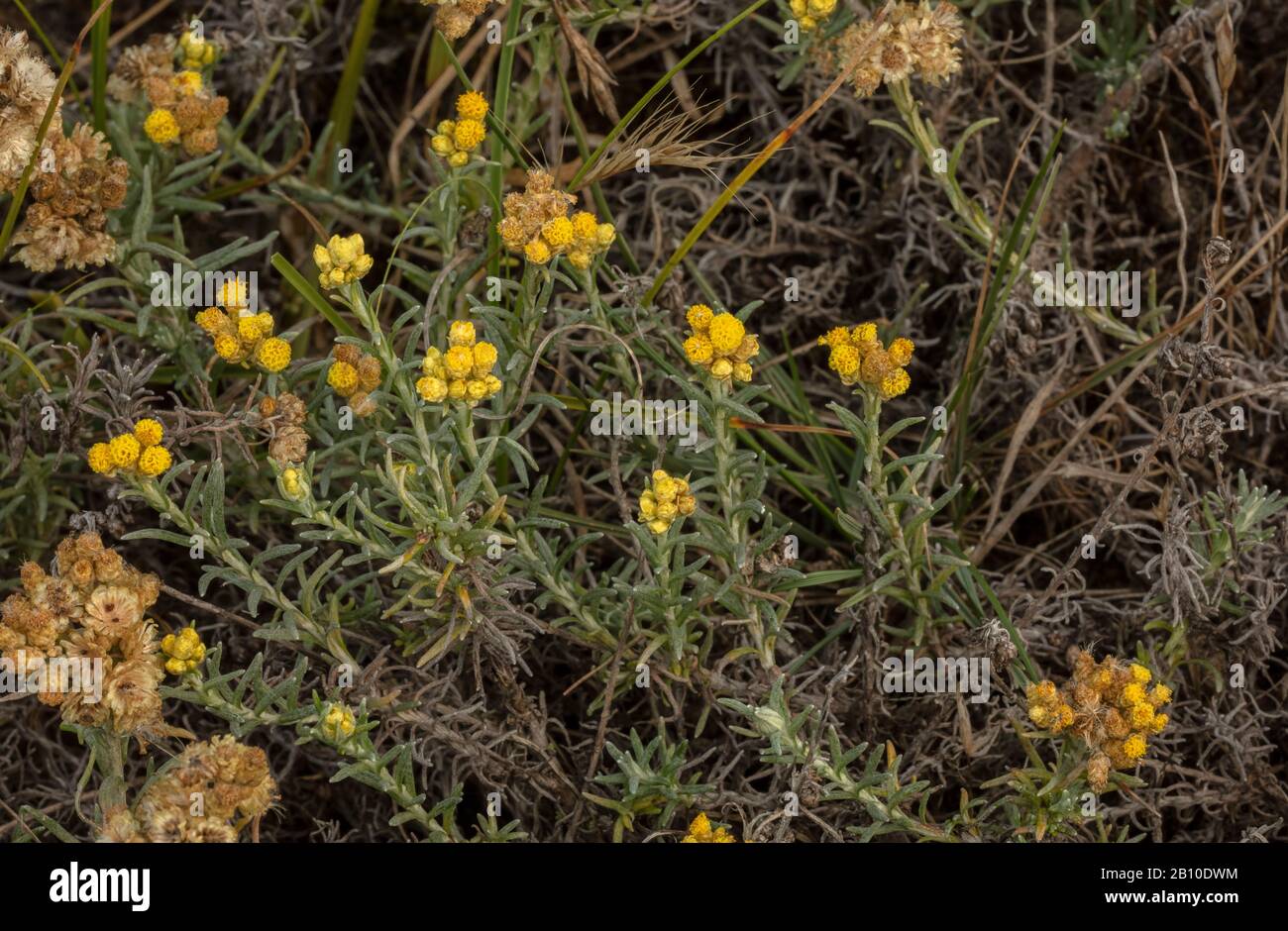 common shrubby everlasting, Helichrysum stoechas, in flower on sand-dunes, Brittany. France. Stock Photo