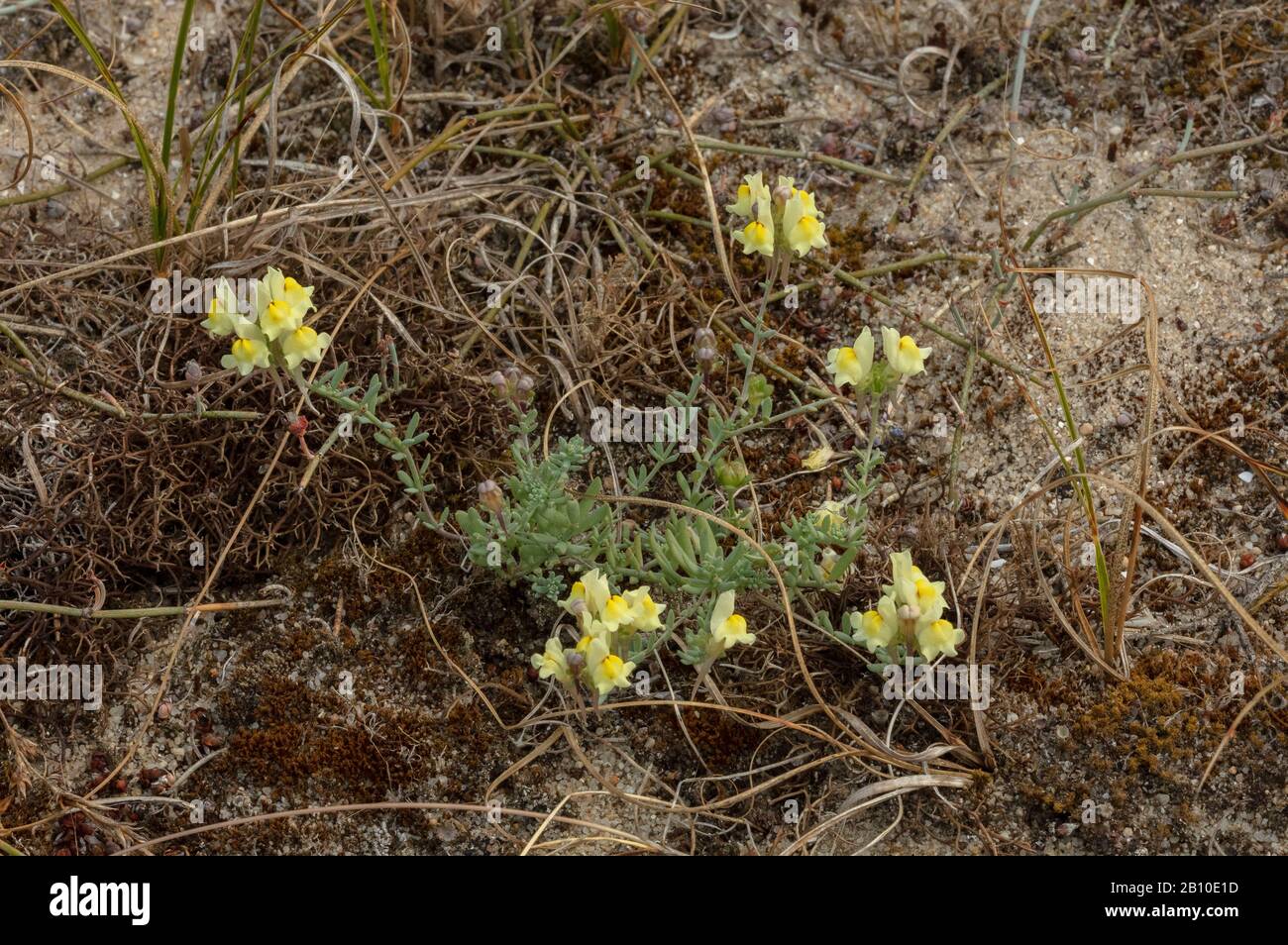 Prostrate Toadflax, Linaria supina, in flower on sand-dunes, Brittany. Stock Photo