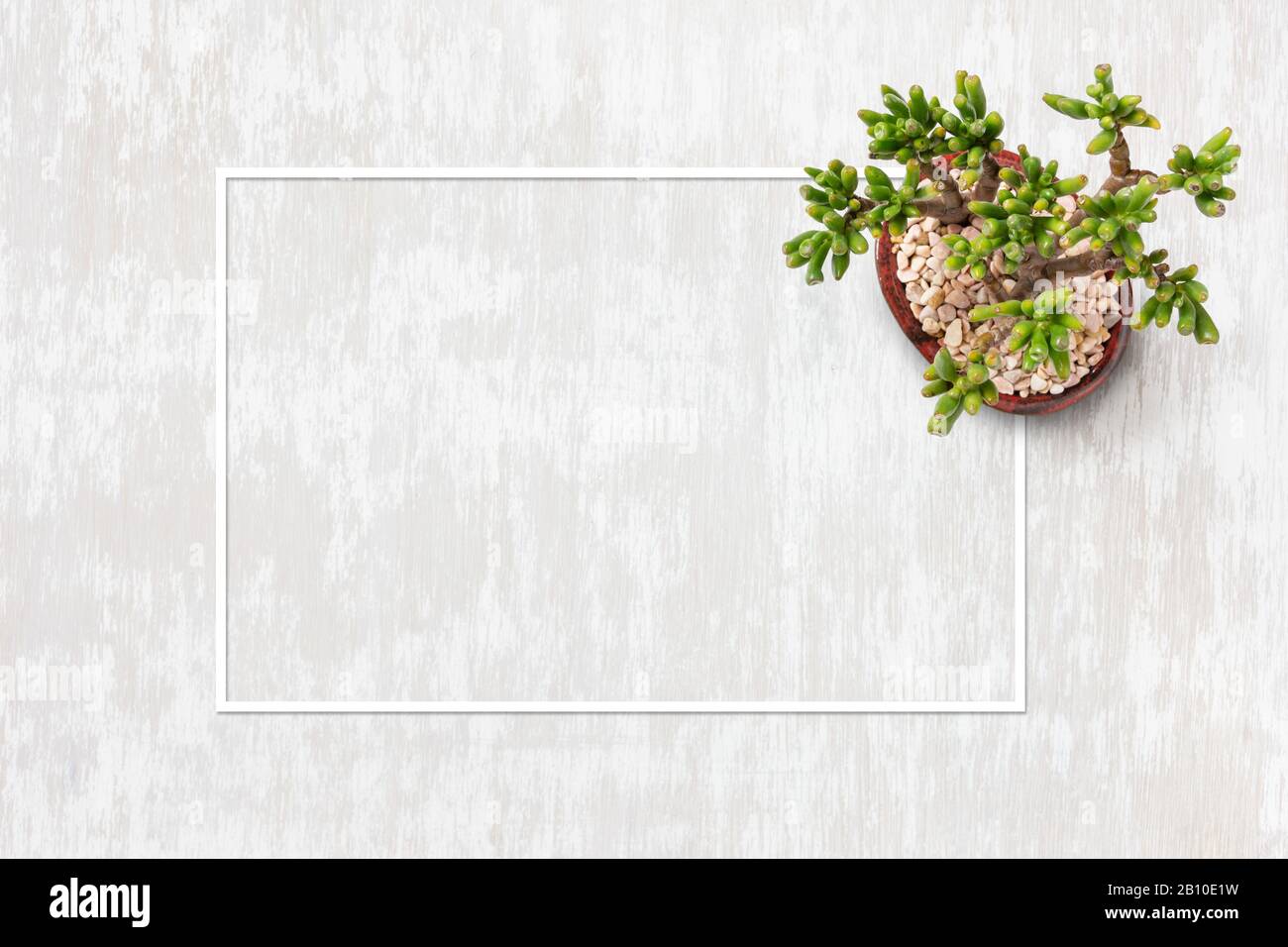 Home gardening lifestyle flat lay image with a small plant and copy space inside cardboard frame Stock Photo