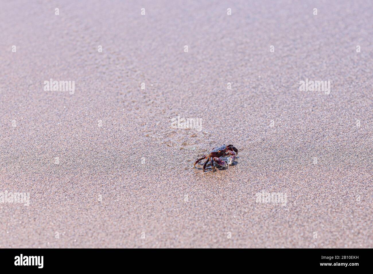 Up close photo of a little rock crab running on a sand beach, leaving traces behind Stock Photo