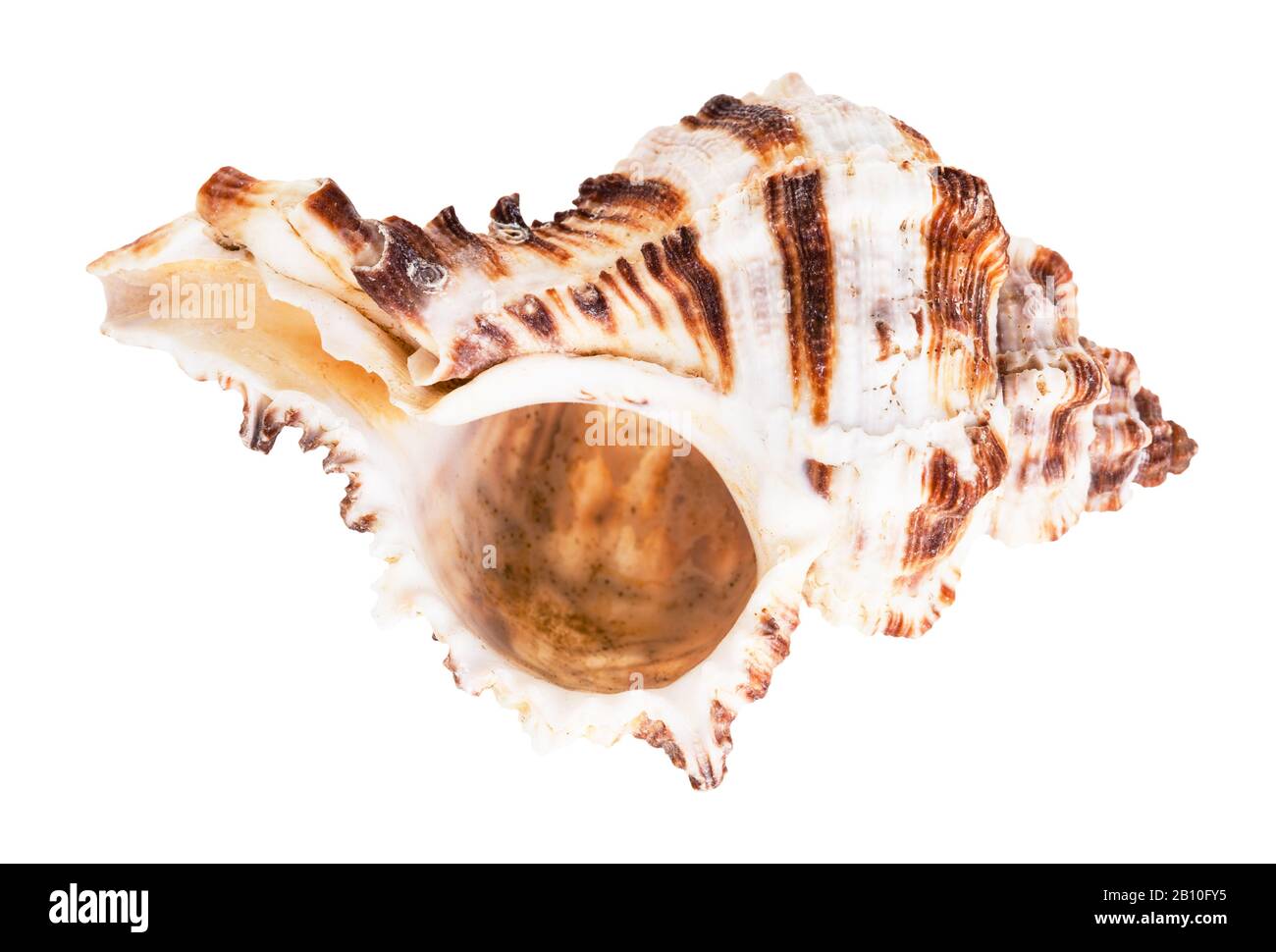 empty brown striped shell of muricidae mollusk isolated on white background Stock Photo
