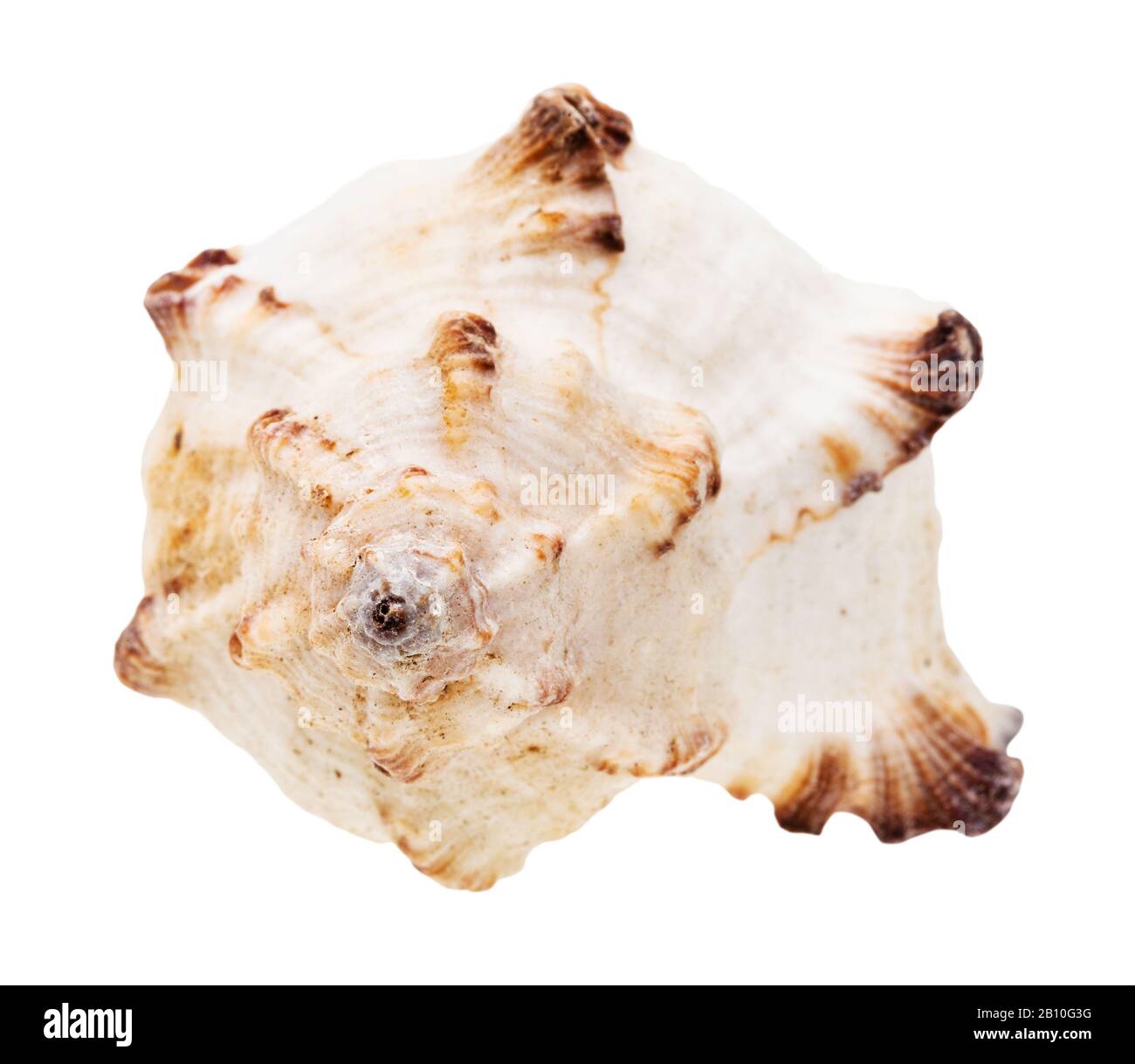 helix white seashell of mollusk isolated on white background Stock ...