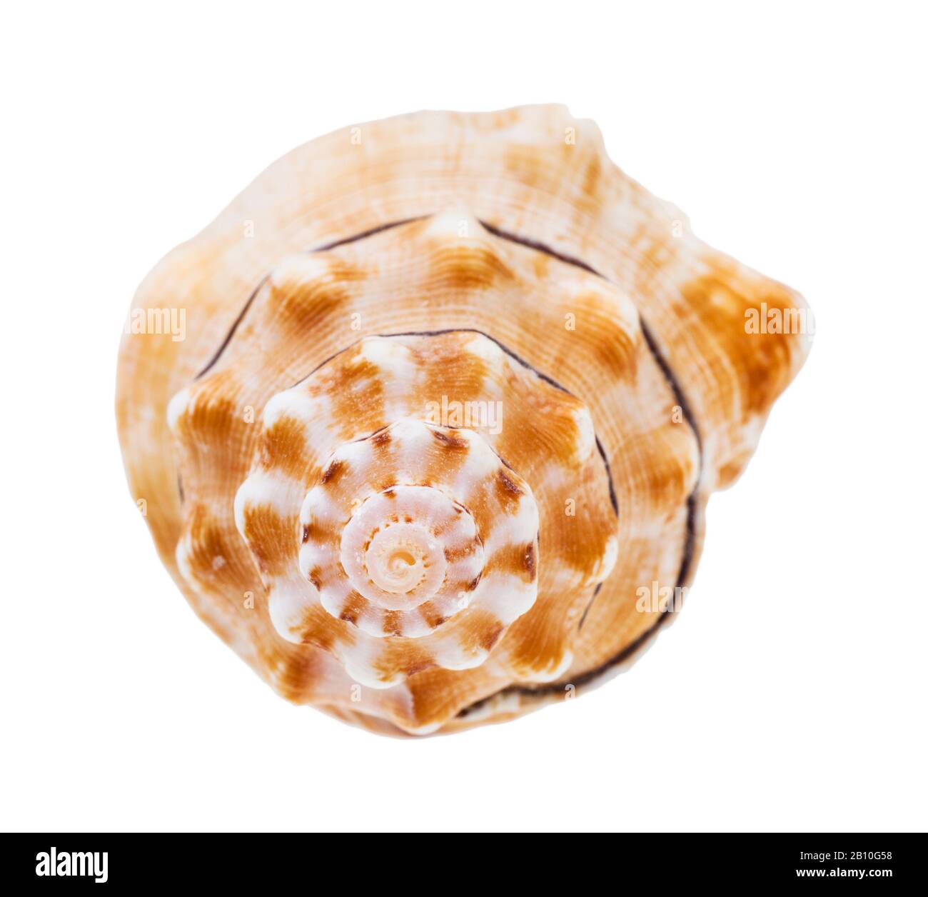 True conch hi-res stock photography and images - Alamy