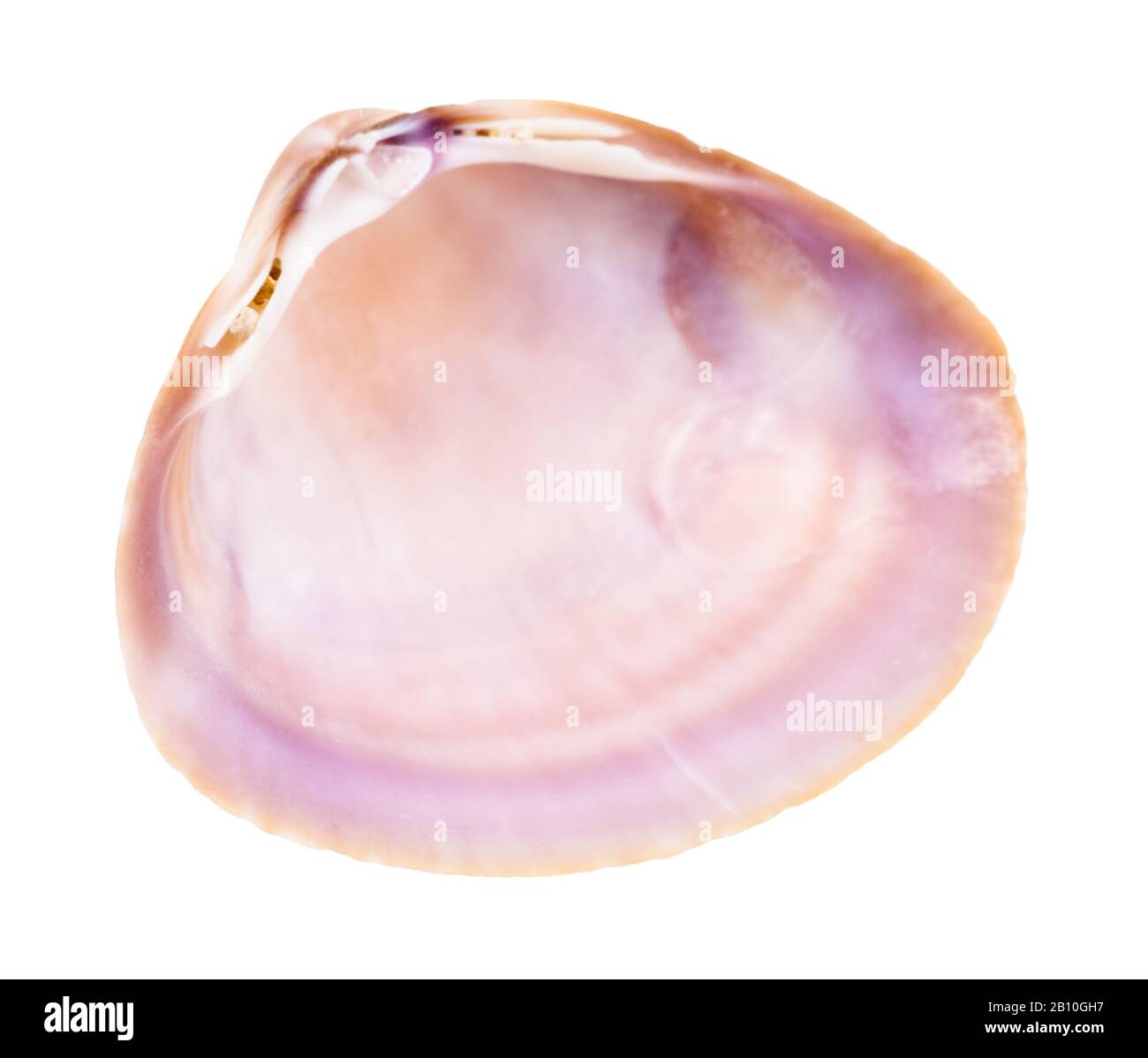 empty violet shell of clam isolated on white background Stock Photo - Alamy
