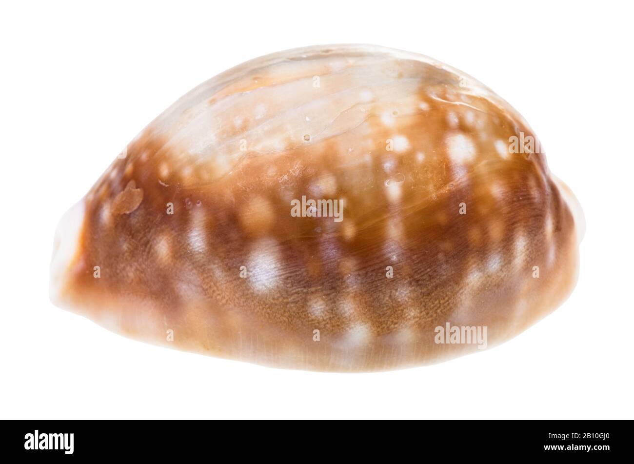 shell of cowry isolated on white background Stock Photo