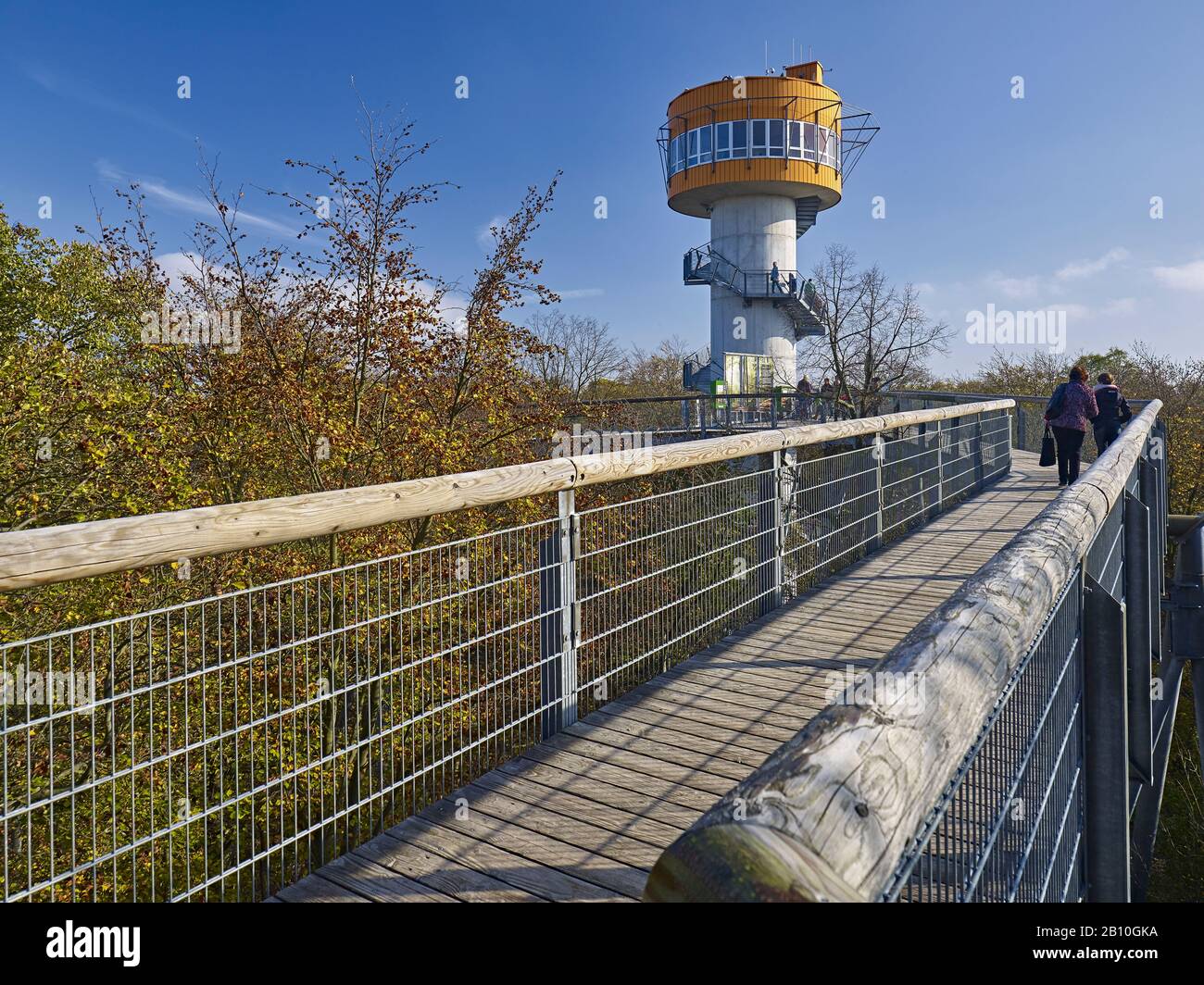 Treetop path in Hainich National Park, Thuringia, Germany Stock Photo
