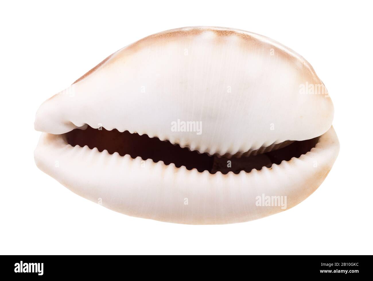 empty shell of cowrie isolated on white background Stock Photo