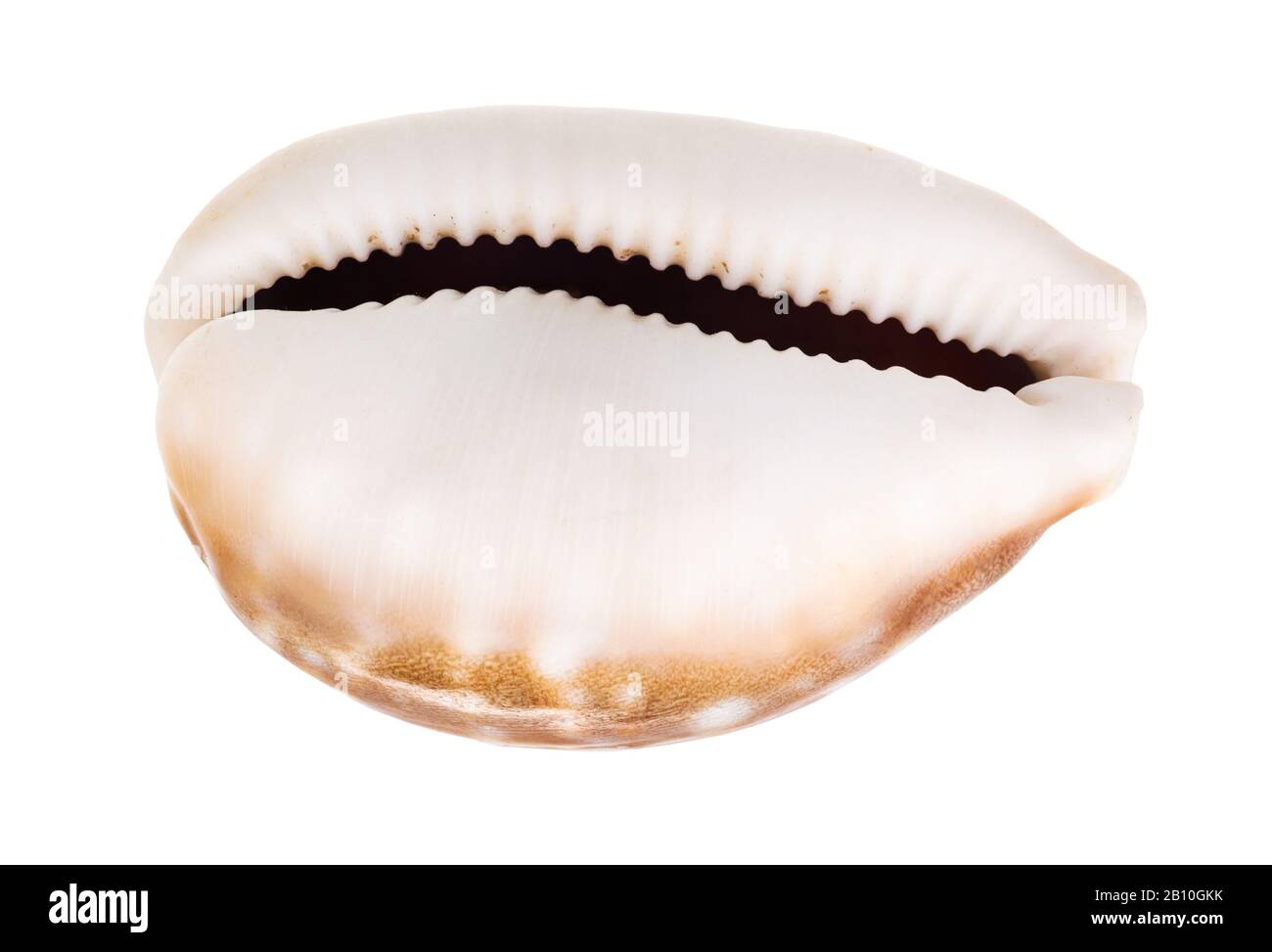 empty shell of cowry isolated on white background Stock Photo