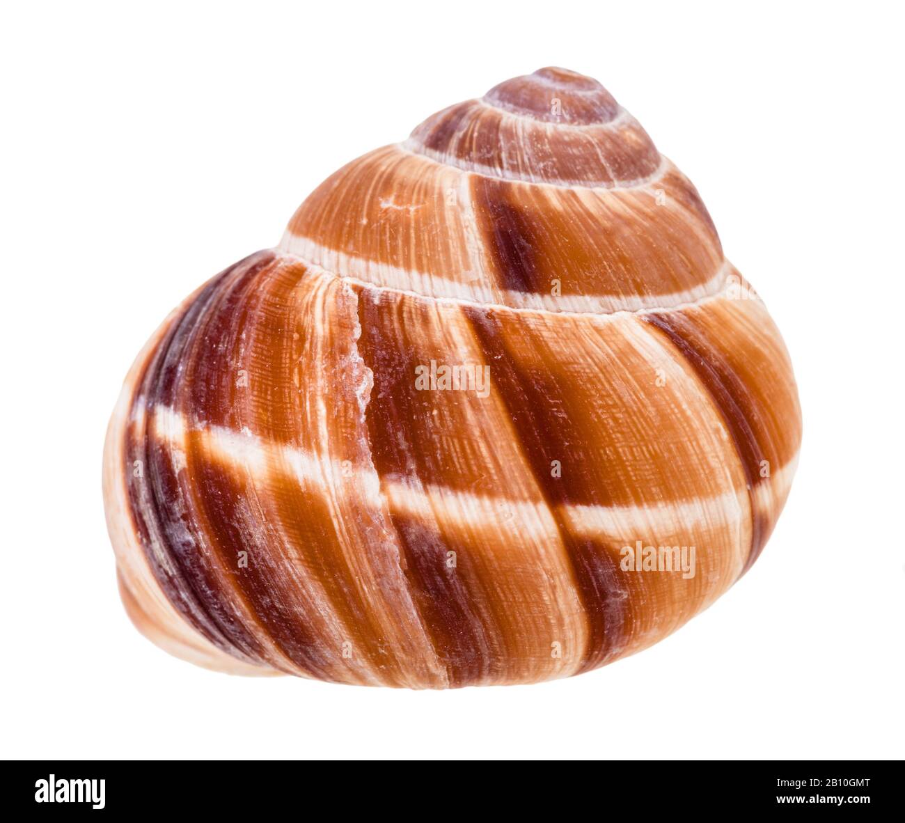 shell of roman snail isolated on white background Stock Photo - Alamy