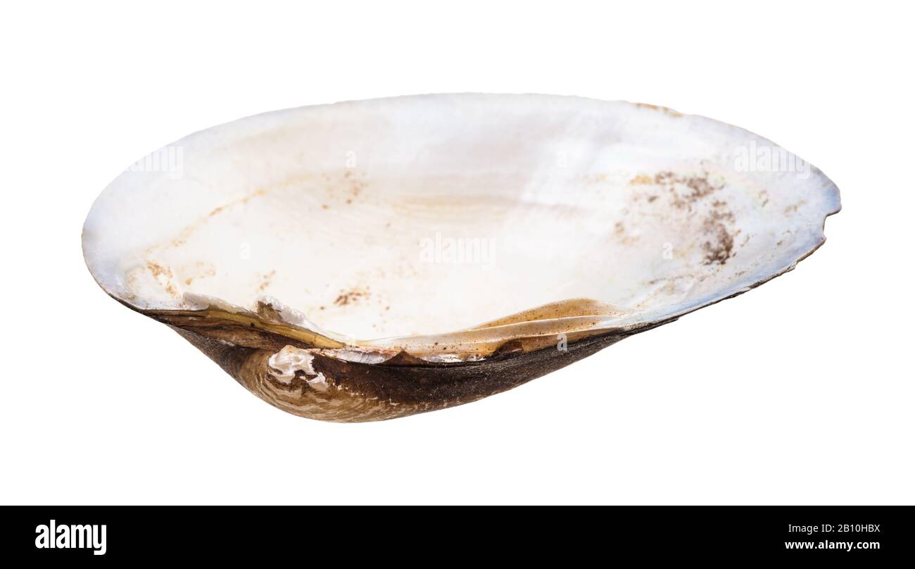 empty nacre shell of clam isolated on white background Stock Photo - Alamy