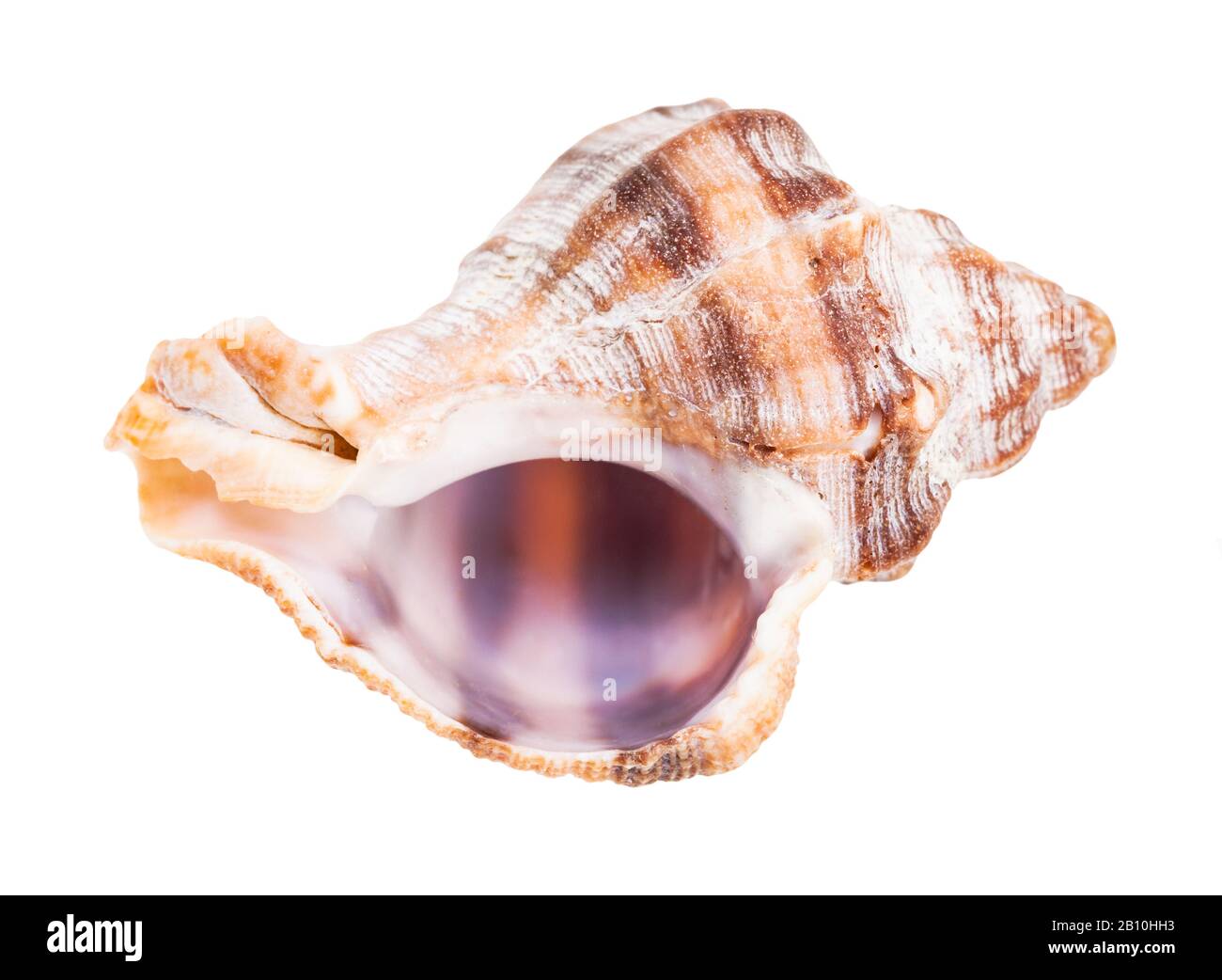 empty shell of whelk snail isolated on white background Stock Photo