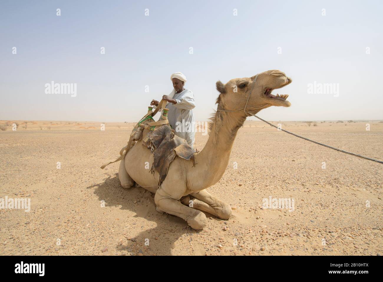 Sahara camel driver, Sudan Stock Photo