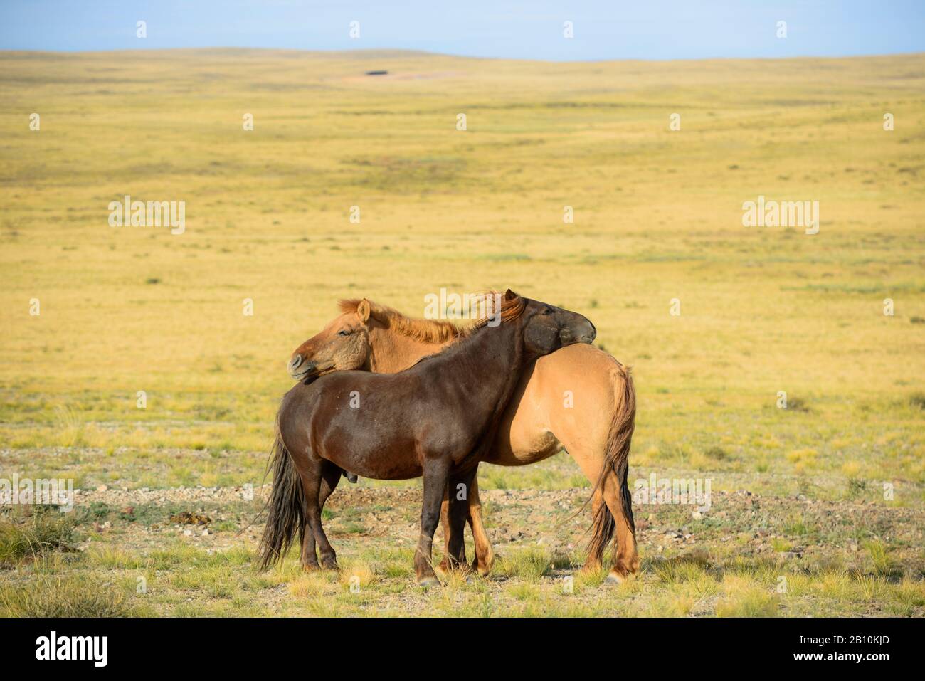 Mongolian man side face hires stock photography and images Alamy