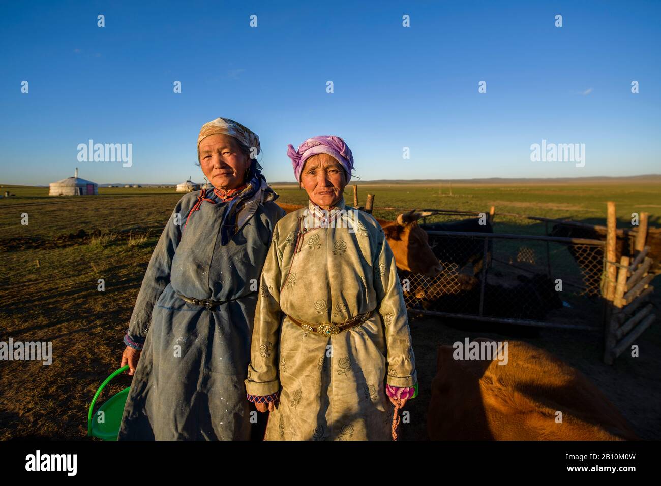 Mongolian nomad women with dairy cows in the steppe, Mongolia Stock ...