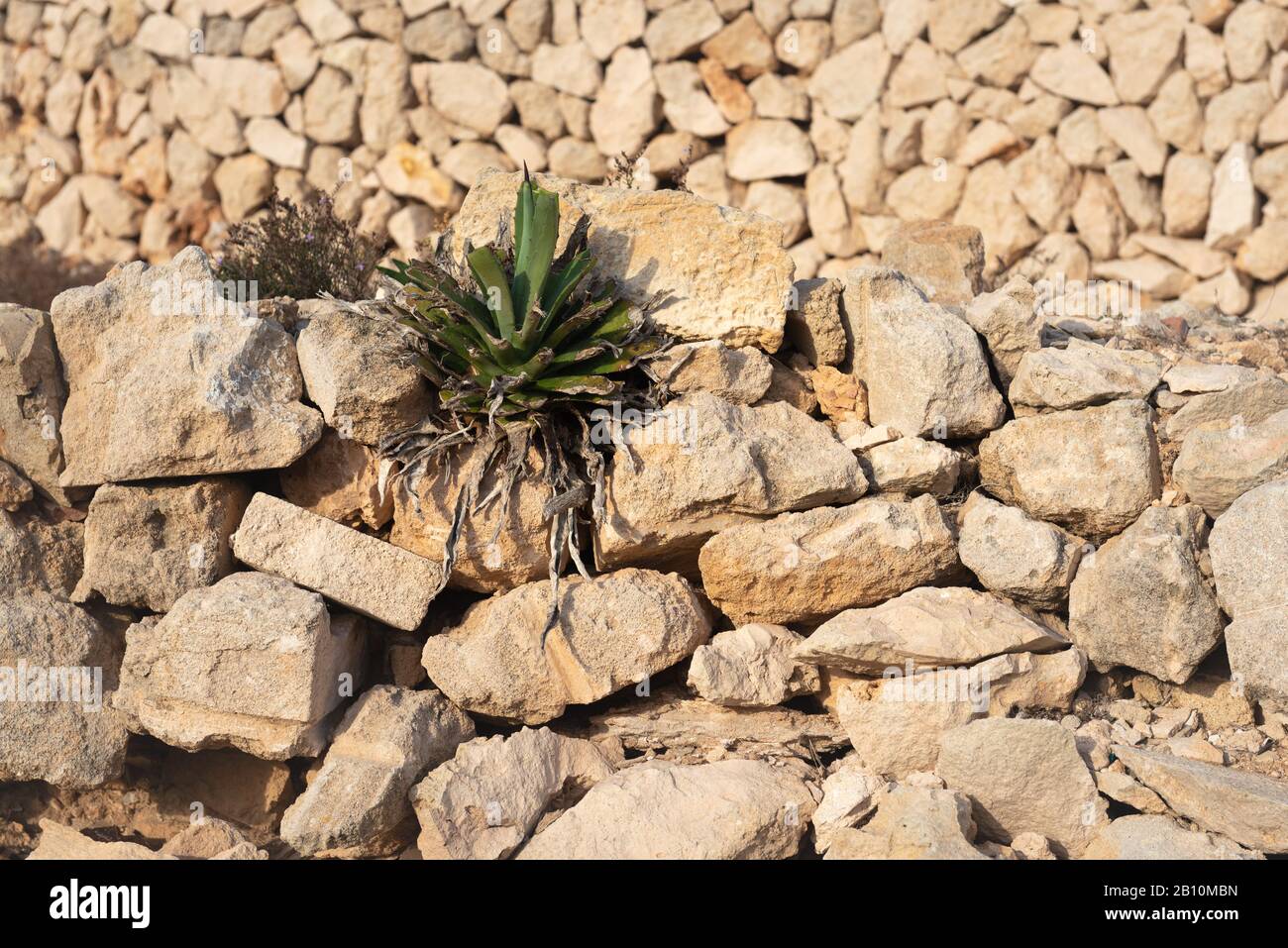 Plant growing on the rocks, succulent plant in a desert setting Stock ...