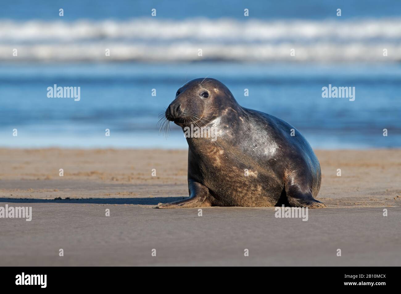 Female Atlantic Grey Seal (Halichoerus grypus) Stock Photo