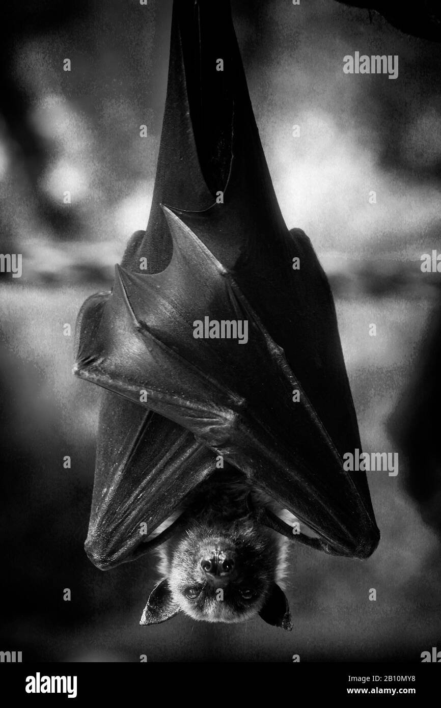 Close up of a Liyle Flying Fox Pteropus scapulatus known as fruit bat hanged upside down Stock Photo