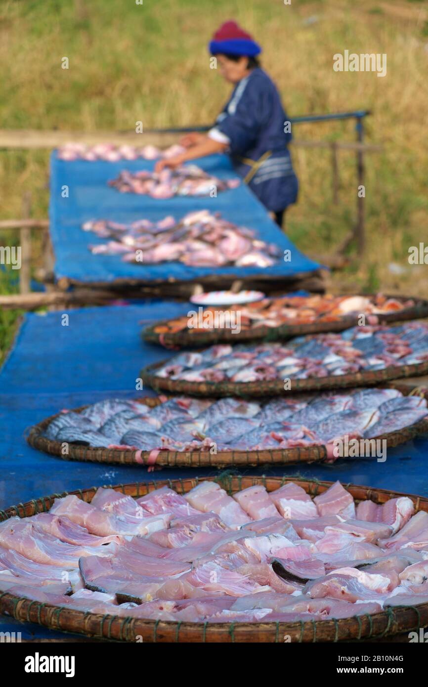 Old lady drying fish, Sukhothai, Thailand Stock Photo