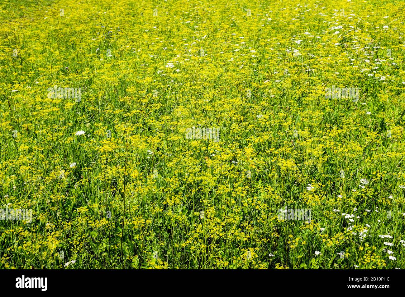 Outdoor meadow flower landscape hi-res stock photography and images - Alamy