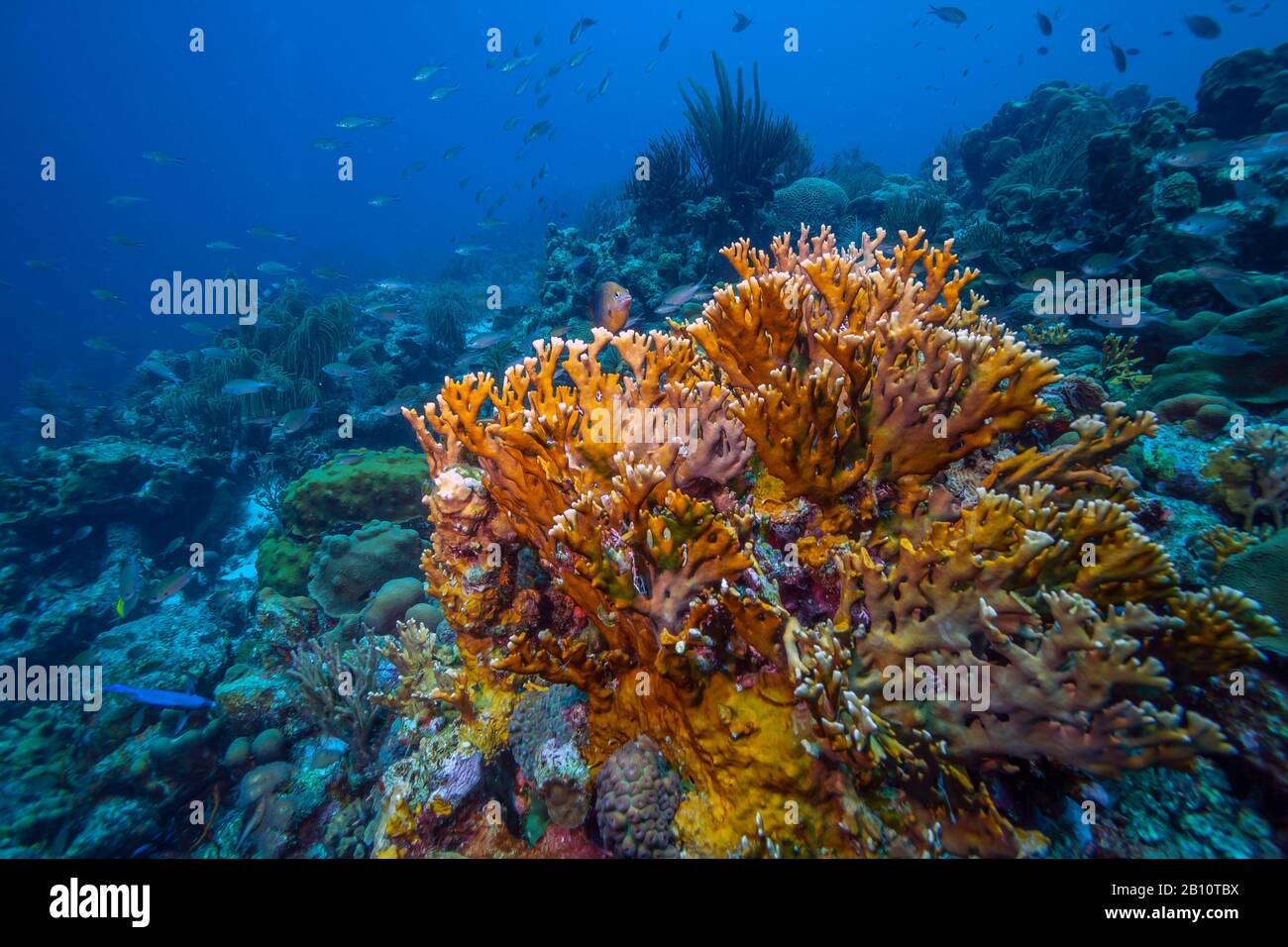 Caribbean coral reef with mound of fire corals Millepora alcicornis, or sea ginger Stock Photo